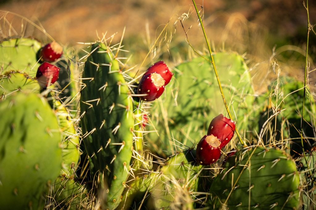 Fruit bearing cacti 🏜